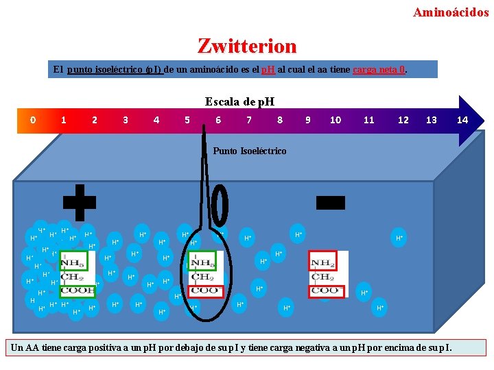 Aminoácidos Zwitterion El punto isoeléctrico (p. I) de un aminoácido es el p. H