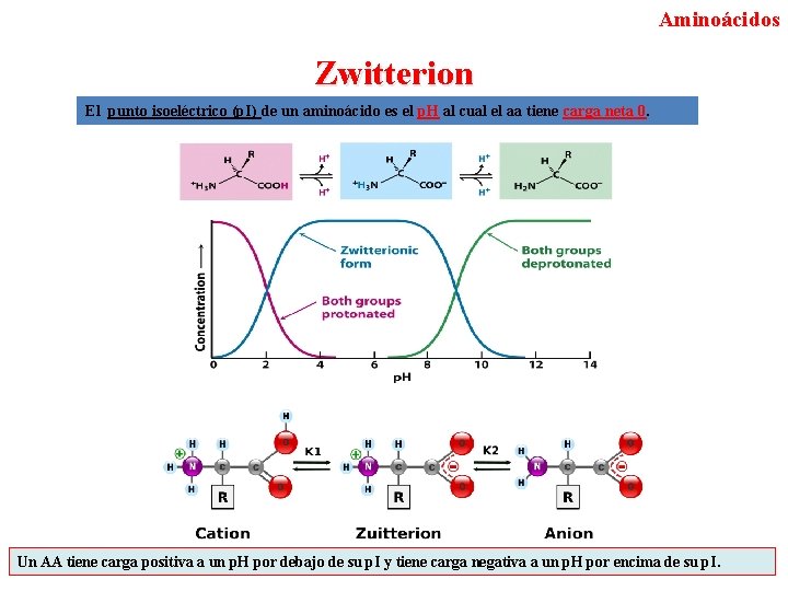 Aminoácidos Zwitterion El punto isoeléctrico (p. I) de un aminoácido es el p. H