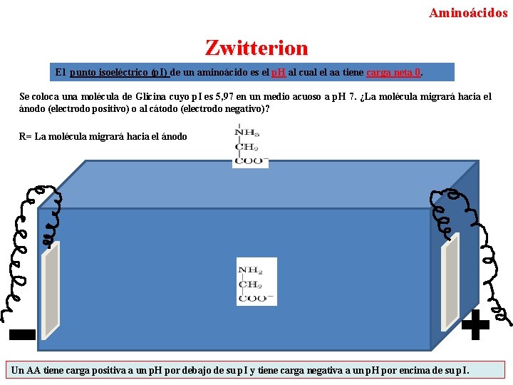 Aminoácidos Zwitterion El punto isoeléctrico (p. I) de un aminoácido es el p. H