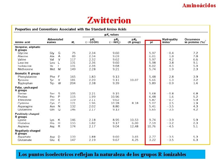 Aminoácidos Zwitterion Los puntos isoelectricos reflejan la naturaleza de los grupos R ionizables 