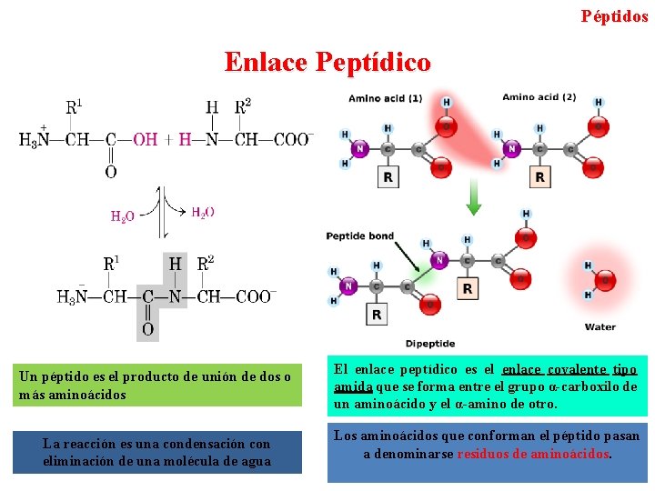 Péptidos Enlace Peptídico Un péptido es el producto de unión de dos o más