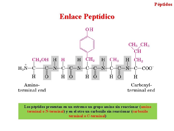 Péptidos Enlace Peptídico Los péptidos presentan en un extremo un grupo amino sin reaccionar