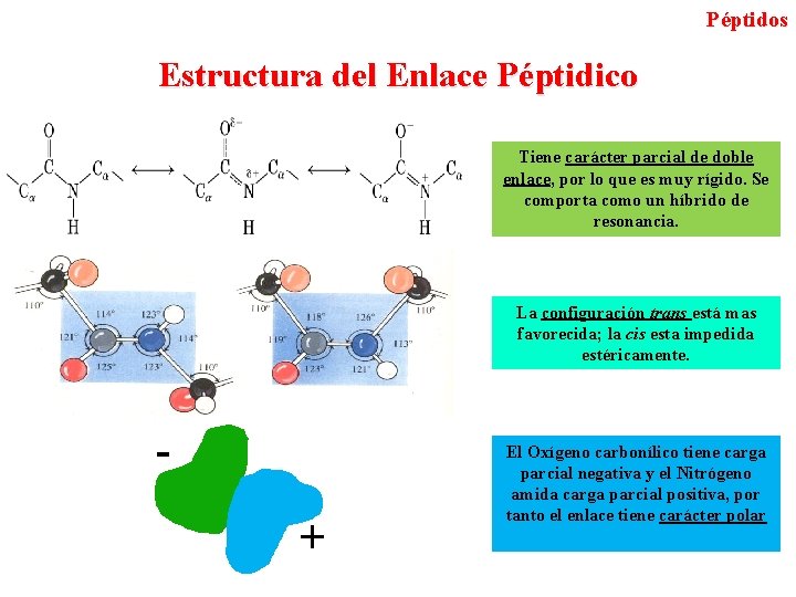 Péptidos Estructura del Enlace Péptidico Tiene carácter parcial de doble enlace, por lo que