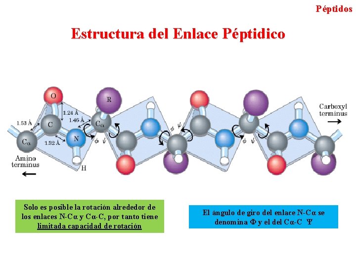 Péptidos Estructura del Enlace Péptidico Solo es posible la rotación alrededor de los enlaces