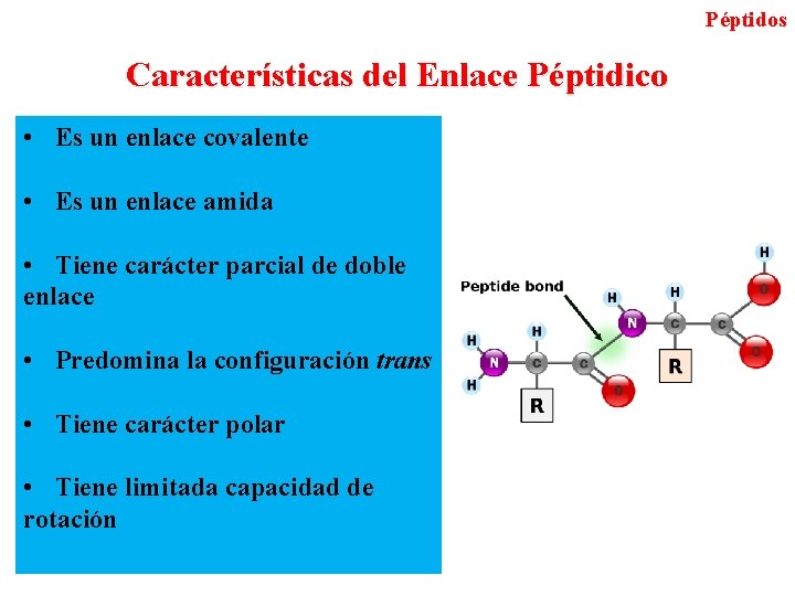 Péptidos Características del Enlace Péptidico • Es un enlace covalente • Es un enlace