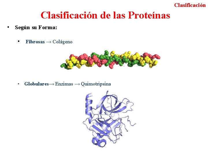 Clasificación de las Proteínas • Según su Forma: • Fibrosas → Colágeno • Globulares→