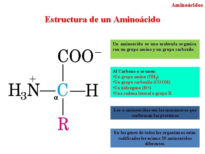 Aminoácidos Estructura de un Aminoácido Un aminoácido es una molécula orgánica con un grupo