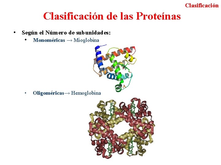 Clasificación de las Proteínas • Según el Número de subunidades: • Monoméricas → Mioglobina