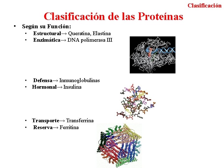 Clasificación de las Proteínas • Según su Función: • Estructural→ Queratina, Elastina • Enzimática→