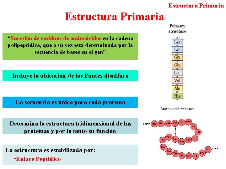 Estructura Primaria “Sucesión de residuos de aminoácidos en la cadena polipeptídica, que a su