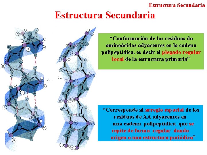 Estructura Secundaria “Conformación de los residuos de aminoácidos adyacentes en la cadena polipeptídica, es