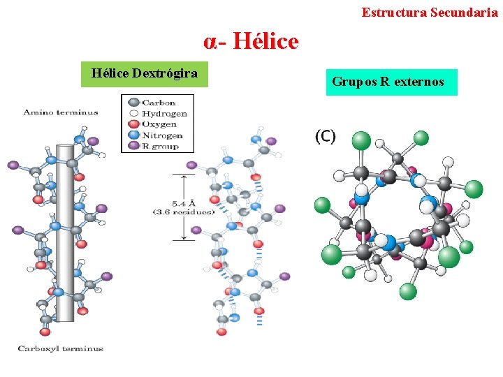 Estructura Secundaria α- Hélice Dextrógira Grupos R externos 