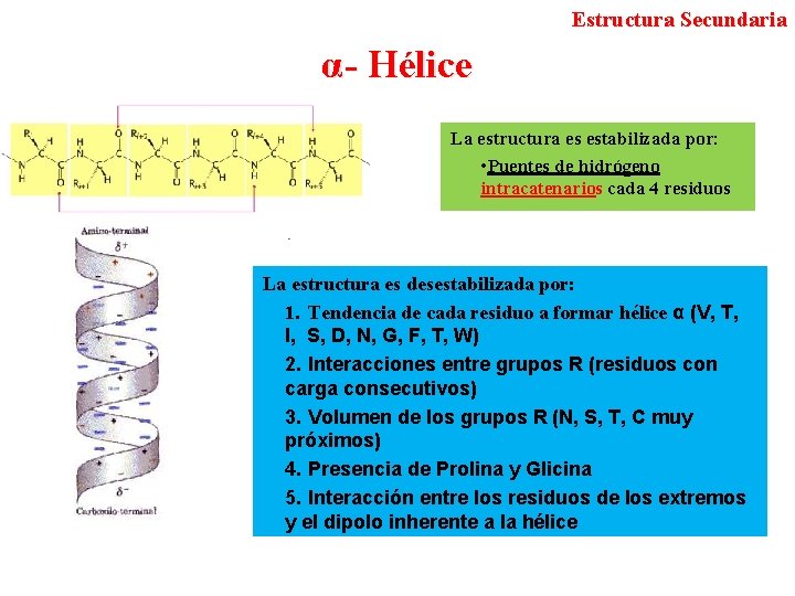 Estructura Secundaria α- Hélice La estructura es estabilizada por: • Puentes de hidrógeno intracatenarios