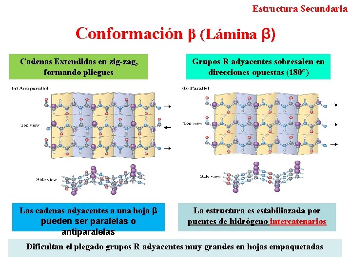 Estructura Secundaria Conformación β (Lámina β) Cadenas Extendidas en zig-zag, formando pliegues Las cadenas