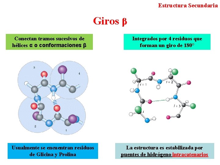 Estructura Secundaria Giros β Conectan tramos sucesivos de hélices α o conformaciones β Usualmente