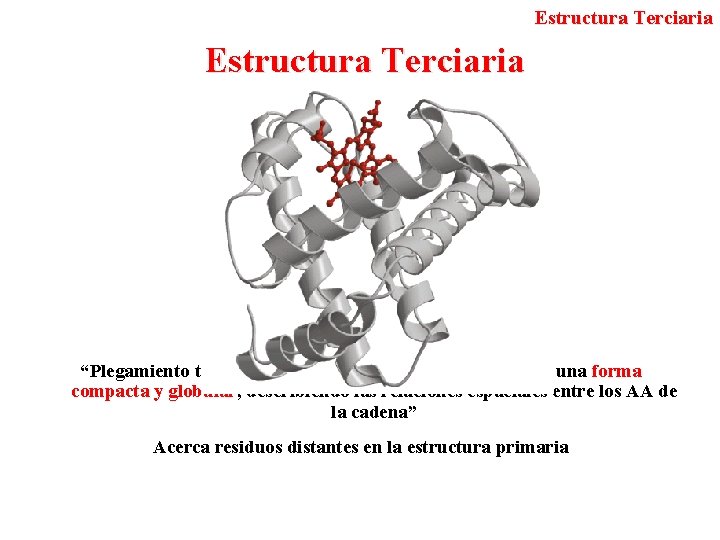 Estructura Terciaria “Plegamiento tridimensional de la cadena polipeptídica en una forma compacta y globular,