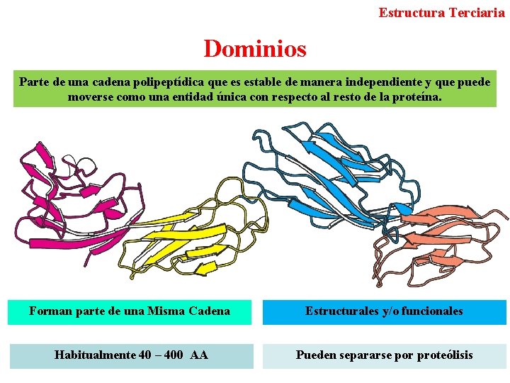 Estructura Terciaria Dominios Parte de una cadena polipeptídica que es estable de manera independiente