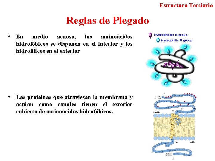 Estructura Terciaria Reglas de Plegado • En medio acuoso, los aminoácidos hidrofóbicos se disponen