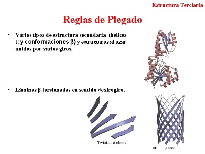 Estructura Terciaria Reglas de Plegado • Varios tipos de estructura secundaria (hélices α y