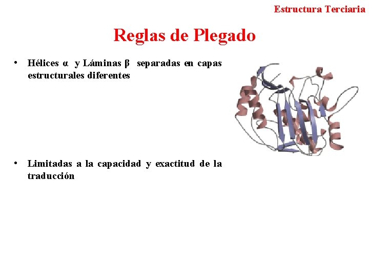 Estructura Terciaria Reglas de Plegado • Hélices α y Láminas β separadas en capas