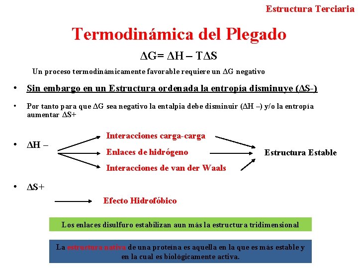 Estructura Terciaria Termodinámica del Plegado ΔG= ΔH – TΔS Un proceso termodinámicamente favorable requiere