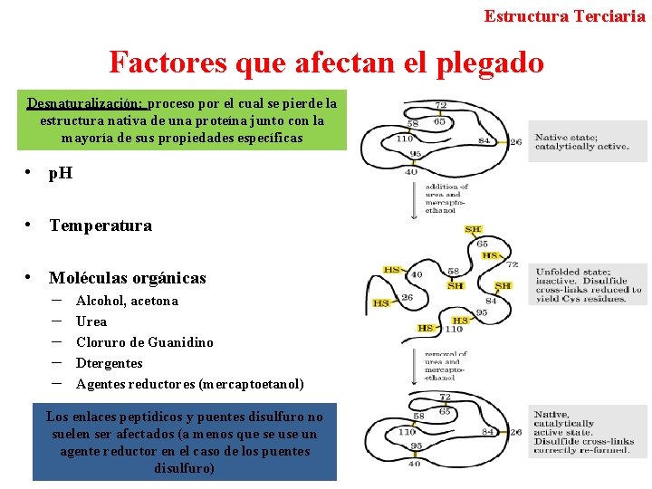 Estructura Terciaria Factores que afectan el plegado Desnaturalización: proceso por el cual se pierde