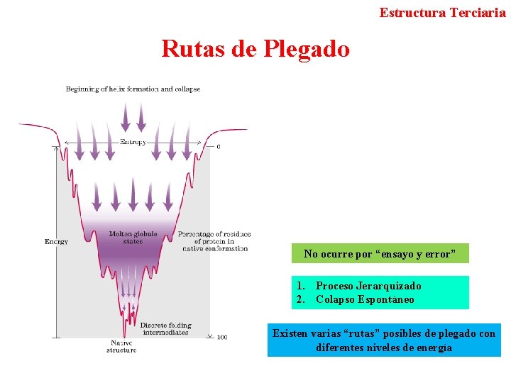 Estructura Terciaria Rutas de Plegado No ocurre por “ensayo y error” 1. Proceso Jerarquizado