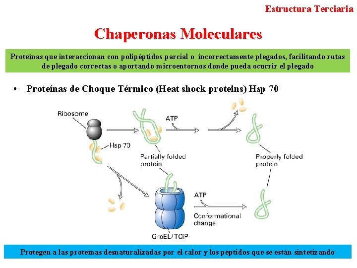 Estructura Terciaria Chaperonas Moleculares Proteínas que interaccionan con polipéptidos parcial o incorrectamente plegados, facilitando