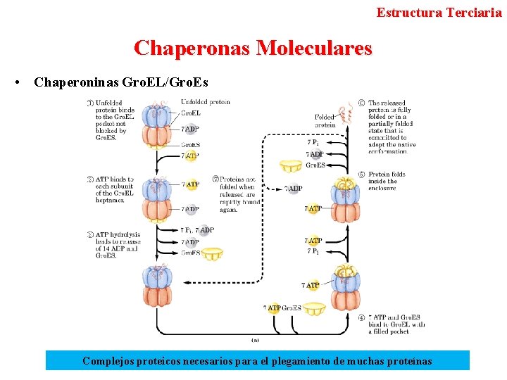 Estructura Terciaria Chaperonas Moleculares • Chaperoninas Gro. EL/Gro. Es Complejos proteicos necesarios para el