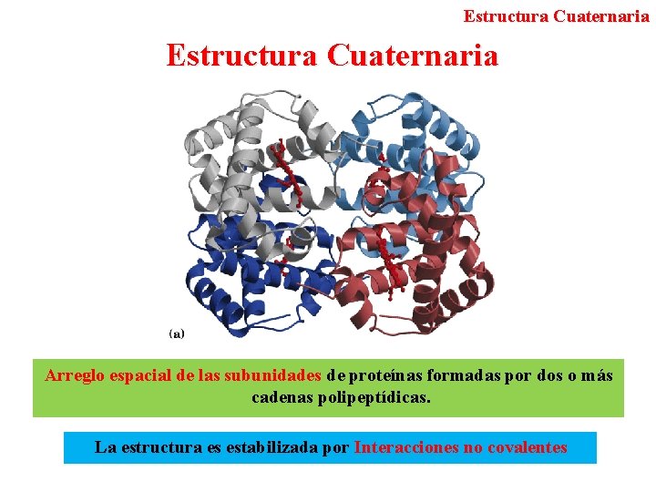 Estructura Cuaternaria Arreglo espacial de las subunidades de proteínas formadas por dos o más