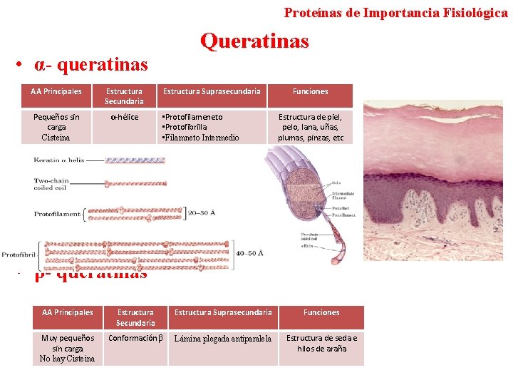 Proteínas de Importancia Fisiológica Queratinas • α- queratinas AA Principales Estructura Secundaria Pequeños sin