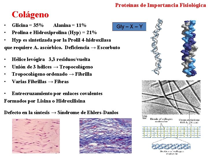 Proteínas de Importancia Fisiológica Colágeno • Glicina = 35% Alanina = 11% Gly –