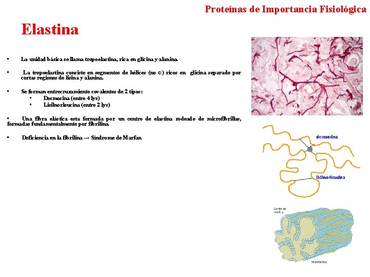 Proteínas de Importancia Fisiológica Elastina • La unidad básica se llama tropoelastina, rica en