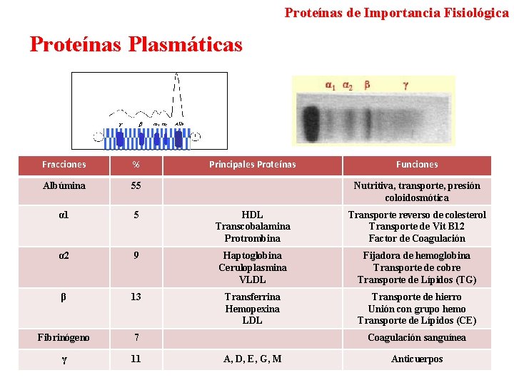 Proteínas de Importancia Fisiológica Proteínas Plasmáticas Fracciones % Principales Proteínas Funciones Albúmina 55 α