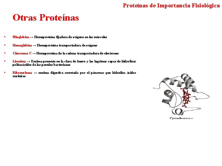 Proteínas de Importancia Fisiológica Otras Proteínas • Mioglobina → Hemoproteína fijadora de oxígeno en