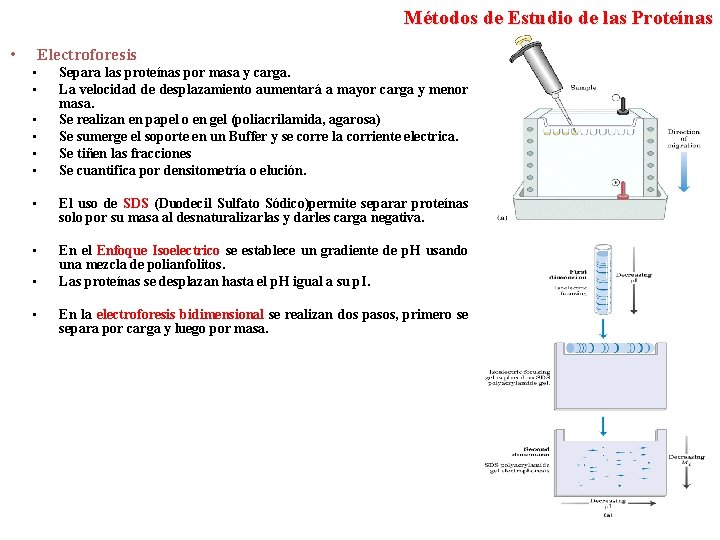 Métodos de Estudio de las Proteínas • Electroforesis • • • Separa las proteínas