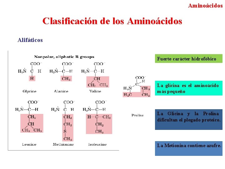 Aminoácidos Clasificación de los Aminoácidos Alifáticos Fuerte carácter hidrofóbico La glicina es el aminoácido