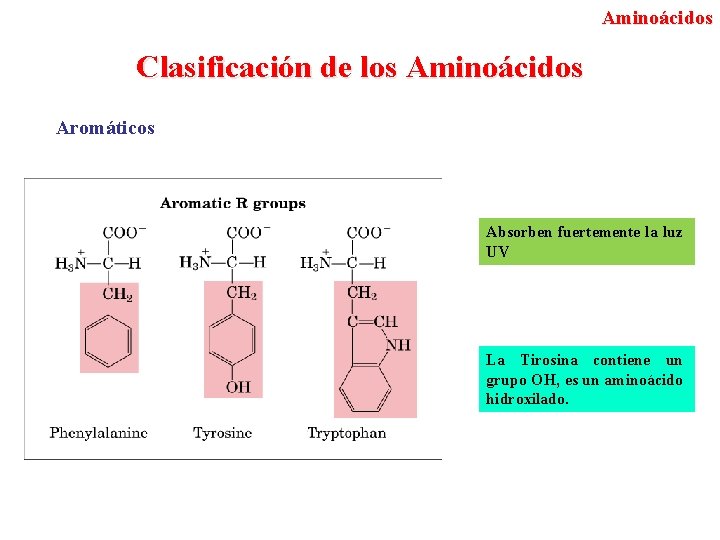 Aminoácidos Clasificación de los Aminoácidos Aromáticos Absorben fuertemente la luz UV La Tirosina contiene