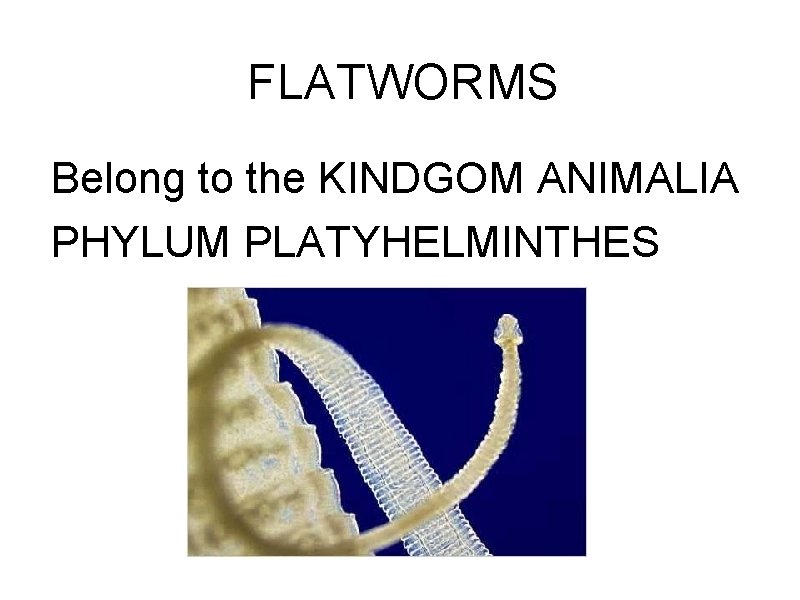 phylum platyhelminthes kép