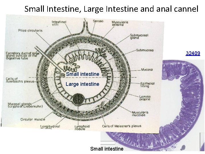 Small Intestine, Large Intestine and anal cannel 32409 Small intestine Large intestine Small intestine