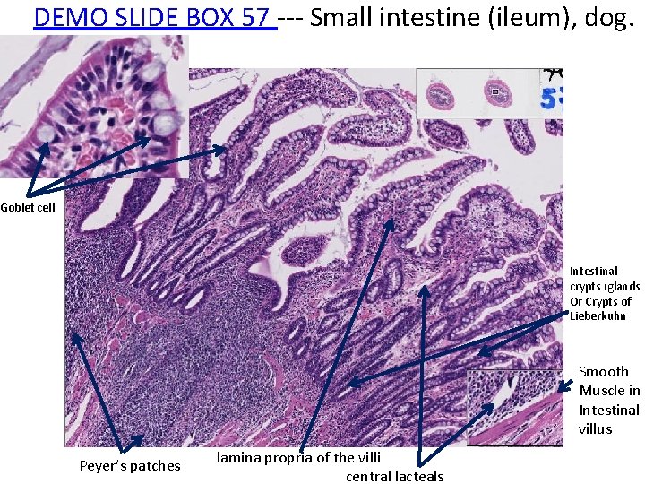 DEMO SLIDE BOX 57 ‐‐‐ Small intestine (ileum), dog. Goblet cell Intestinal crypts (glands