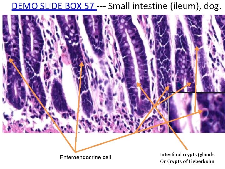 DEMO SLIDE BOX 57 ‐‐‐ Small intestine (ileum), dog. Enteroendocrine cell Intestinal crypts (glands