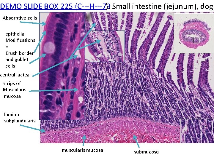 DEMO SLIDE BOX 225 (C‐‐‐H‐‐‐ 73 ). Small intestine (jejunum), dog. Absorptive cells epithelial