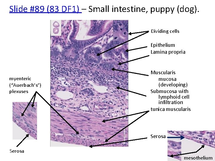 Slide #89 (83 DF 1) – Small intestine, puppy (dog). Dividing cells Epithelium Lamina