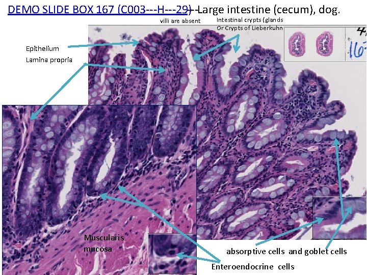 DEMO SLIDE BOX 167 (C 003‐‐‐H‐‐‐ 29)‐‐‐Large intestine (cecum), dog. villi are absent Intestinal