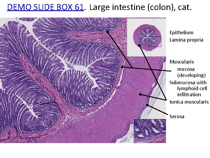 DEMO SLIDE BOX 61. Large intestine (colon), cat. Epithelium Lamina propria Muscularis mucosa (developing)