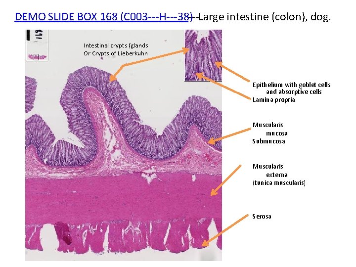 DEMO SLIDE BOX 168 (C 003‐‐‐H‐‐‐ 38)‐‐‐Large intestine (colon), dog. Intestinal crypts (glands Or