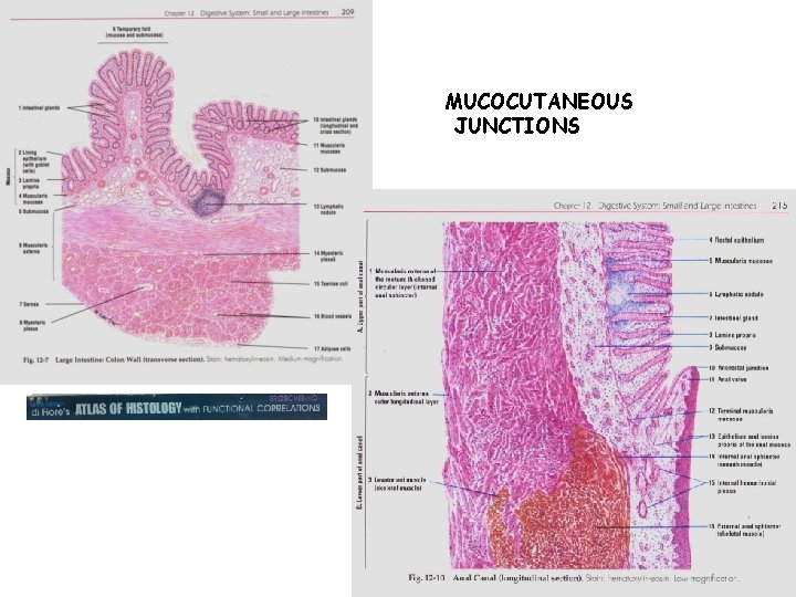 MUCOCUTANEOUS JUNCTIONS 