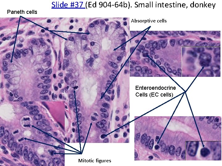 Paneth cells Slide #37 (Ed 904‐ 64 b). Small intestine, donkey Absorptive cells Enteroendocrine