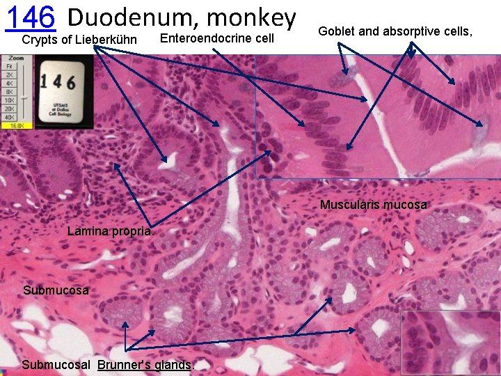 monkey 146 Duodenum, Enteroendocrine cell Crypts of Lieberkühn Goblet and absorptive cells, Muscularis mucosa